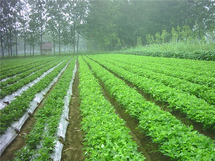 30 Mic Mulch Film Stop Grass Ground Cover Plastic Mulch Farming Film Roll,Black Color Mulching