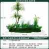 livistona chinensis 1m long