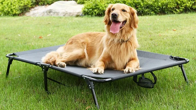 Picture Idea: Foldable Elevated Outdoor Dog Beds Portable Fold Up Dog Raised