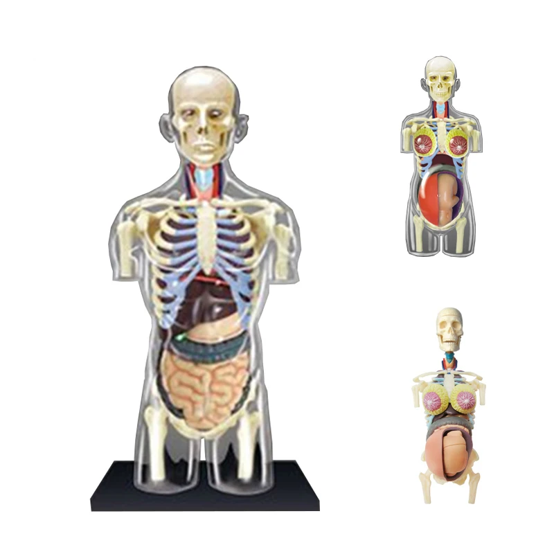 4D MASTER Transparent Human Body Model Female Pregnant Anatomy Model
