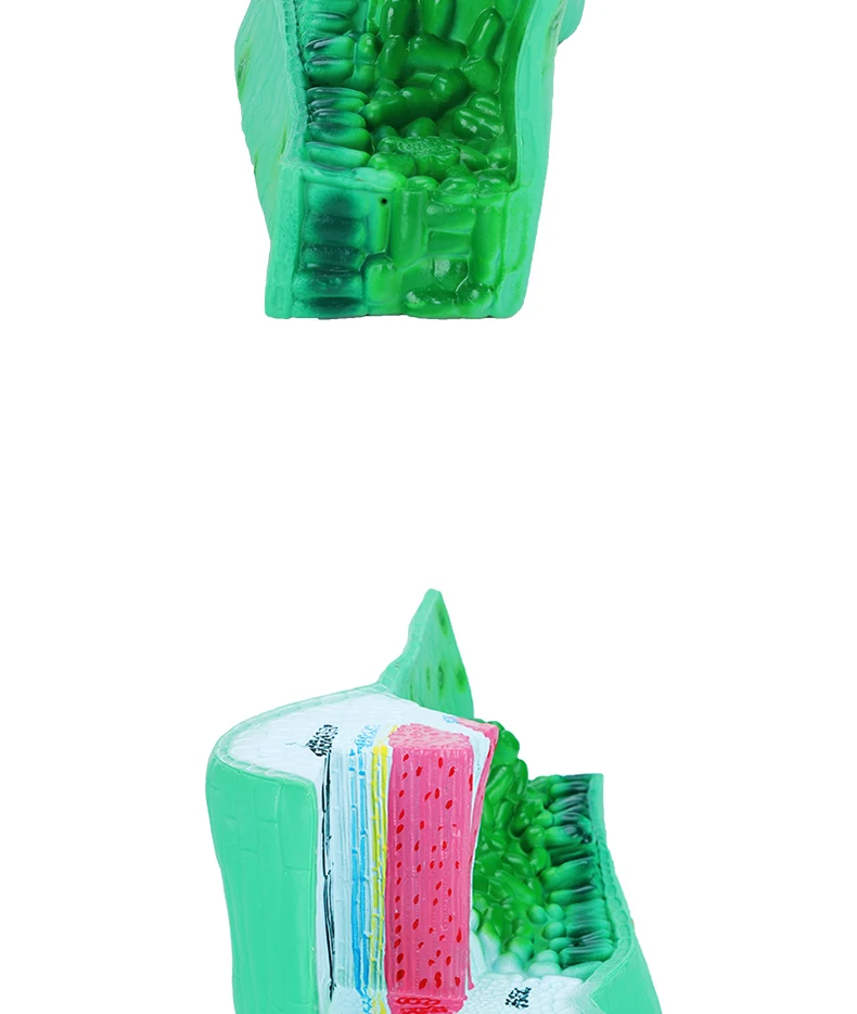 product sciedu teaching equipment biology model leaf structure anatomy model plant cell model teaching aid-5