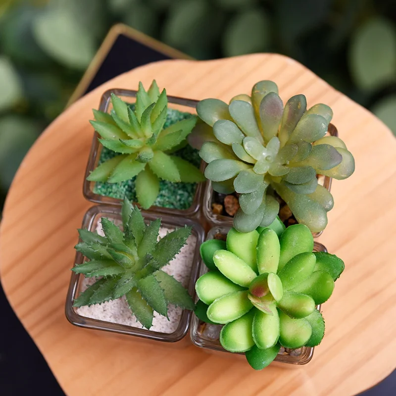 Glas Topf Haworthia Mini knstliche Sukkulenten kleine Pflanzen in Tpfen  kleine Pflanze mit Topf