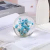 Single blue [Brazilian Daisy