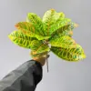 Bois panaché à 15 feuilles