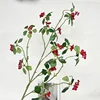 Apricot vine