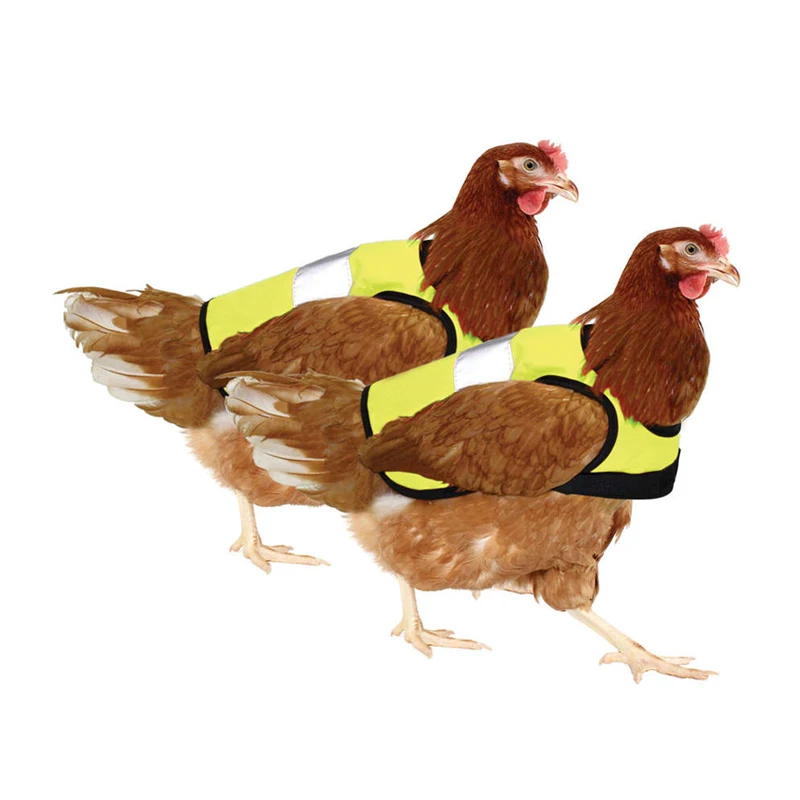 Chicken reflective vest