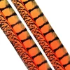 lady amherst-orange