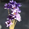 Púrpura