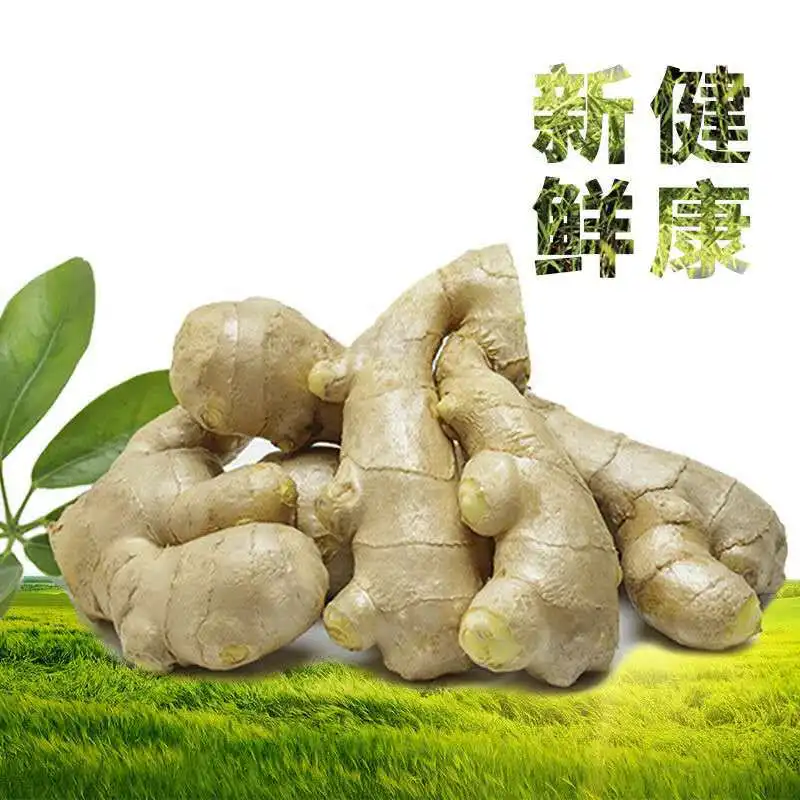 Buyers of Dry Ginger King of Ginger Buying in Bulk Wholesale fat ginger wholesale uk