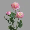 สีชมพู