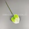 Anthurium 3