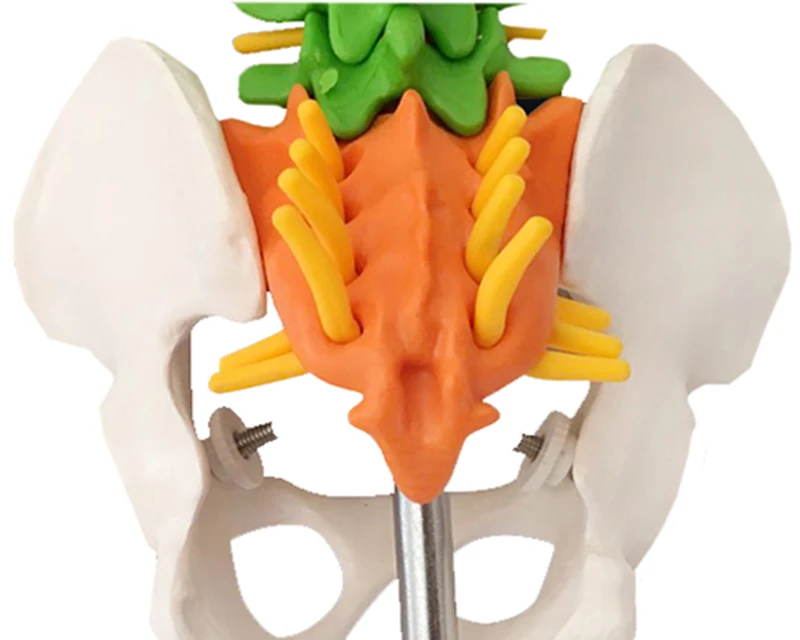 Education Life Size Pvc Simulation 80cm Human Spine Model