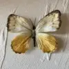 Crème anglaise blanche