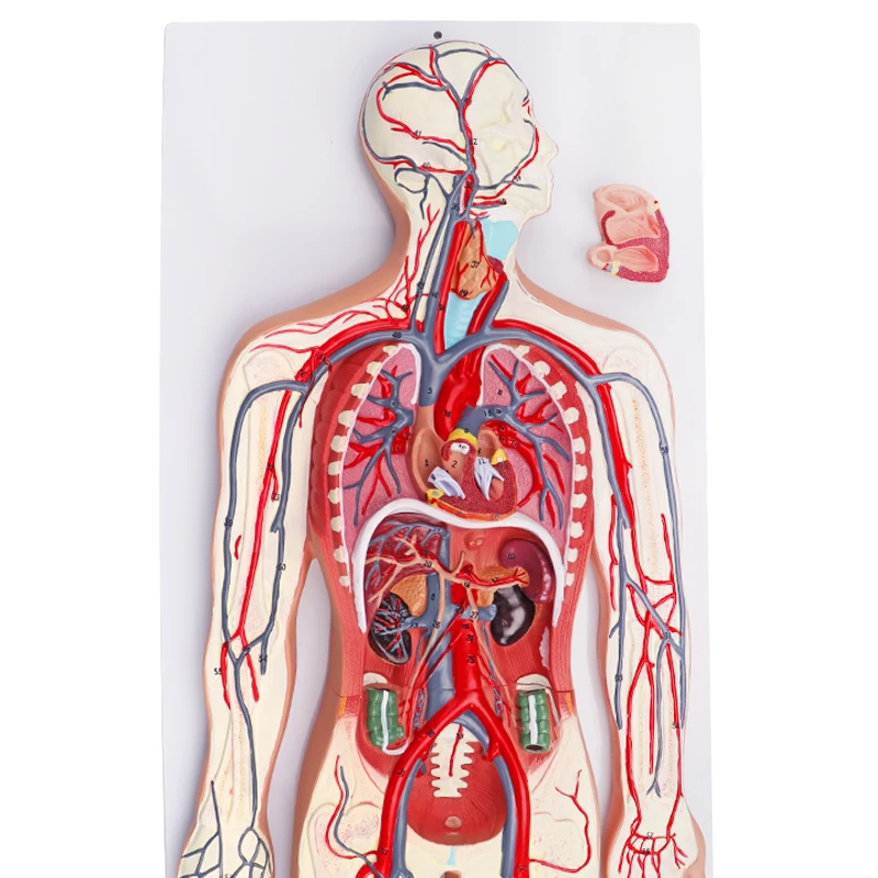 3D Simulator  Circulation Demonstration Anatomy Teaching Medical Human Blood Circulatory System Model