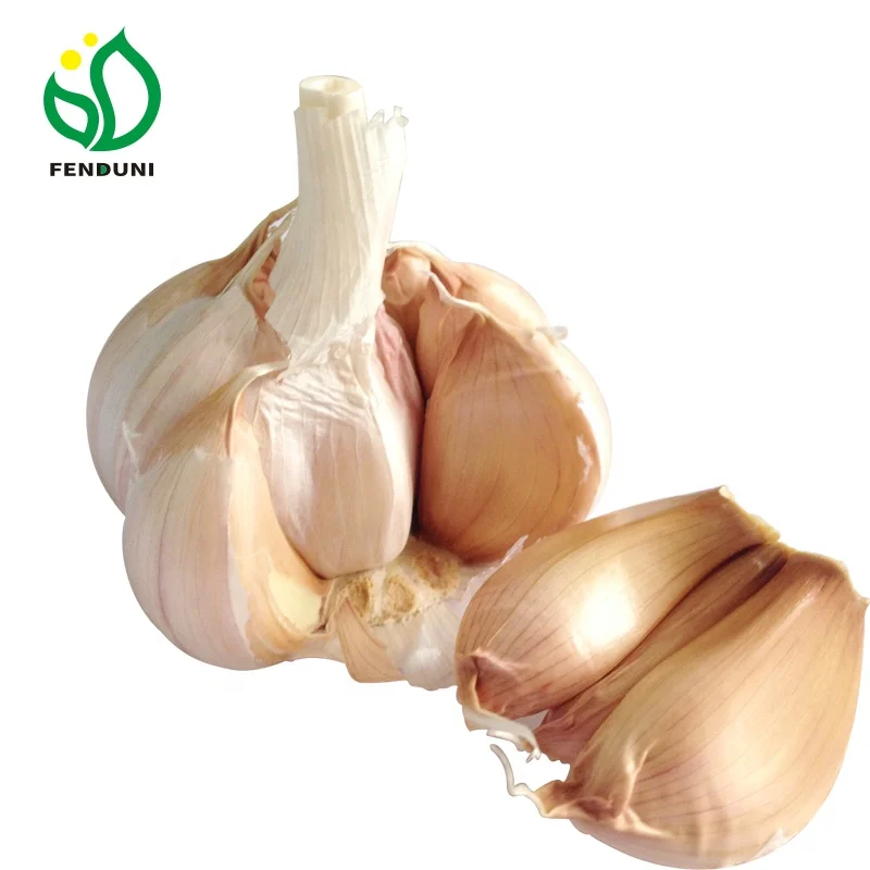 Red Garlic for Tunisia