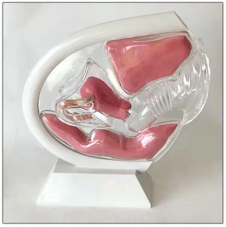 Модель женской репродуктивной системы, прозрачная модель матки, демонстрация менструального Кубка