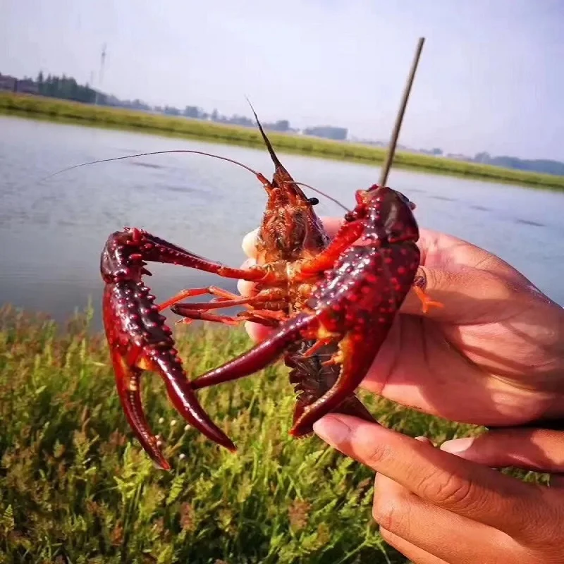 DMPT Dimethylpropiothetin Feed Attractant Promotes Protein Synthesis for Catfish Crayfish Aquatic Feed Additives Cas 4337-33-1