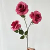 3 drunken ma anna rose-rose red