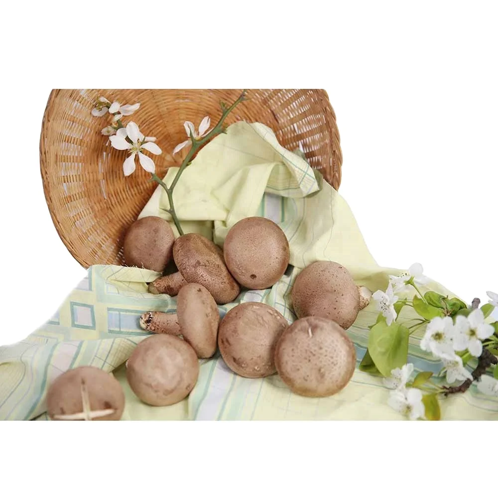 Шампиньон Shiitake Spawns, Buches with graines, Substrat with mycelium (Lentinula edodes)