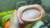 Champagne pink-handheld same color