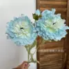 Guan Yue Peony