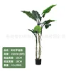 Rainbow Taro 150CM