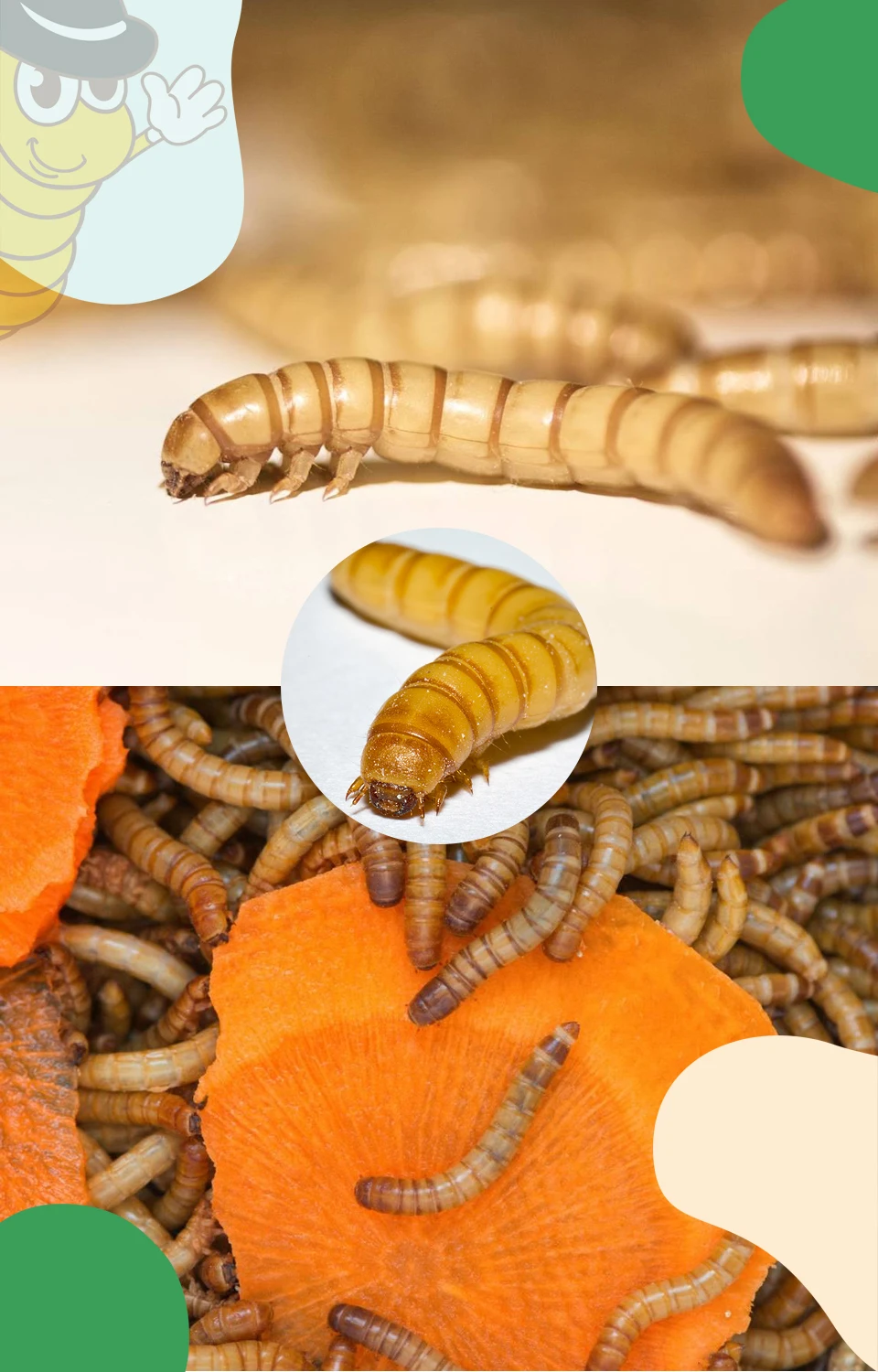 Insect Mealworm Black Soldier Fly Larvae Dried Mealworms For Chickens