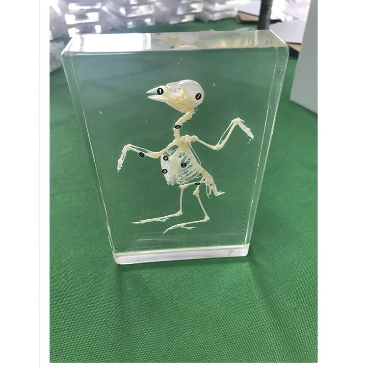 
 Оборудование для школьной биологии образцы скелета птиц  