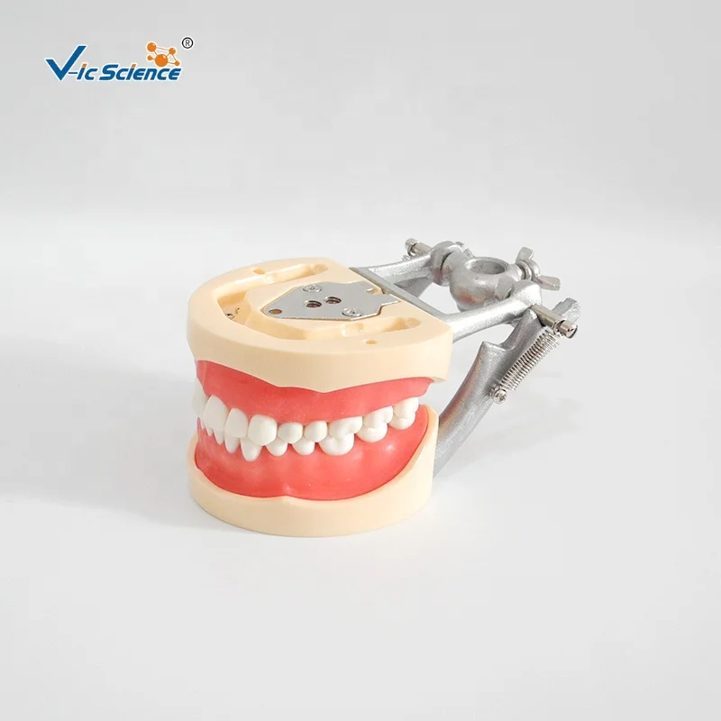 顎模型 NISSIN DENTAL MODEL Nissin Dental Model | Asian Medicos Enterprise