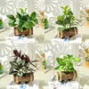 Juego de 4 piezas de bonsái con planta verde y maceta de madera.
