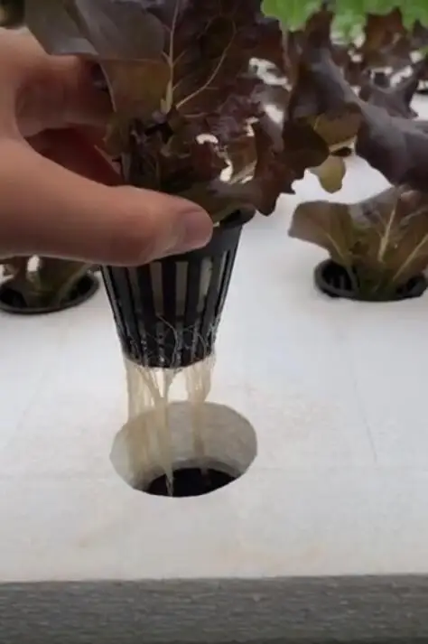 hydroponic net cup