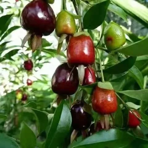 wholesale cherry tree fruit nursery outdoor natural plants - buy