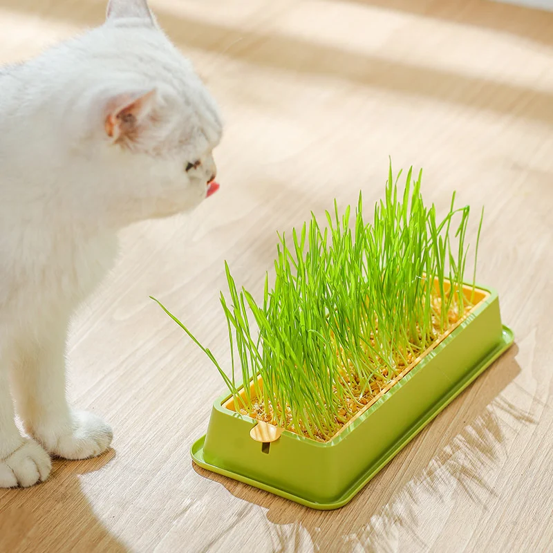 Cat Grass Growing Kit Cat Grass Planter Cat Grass - Buy Cat Grass Box ...