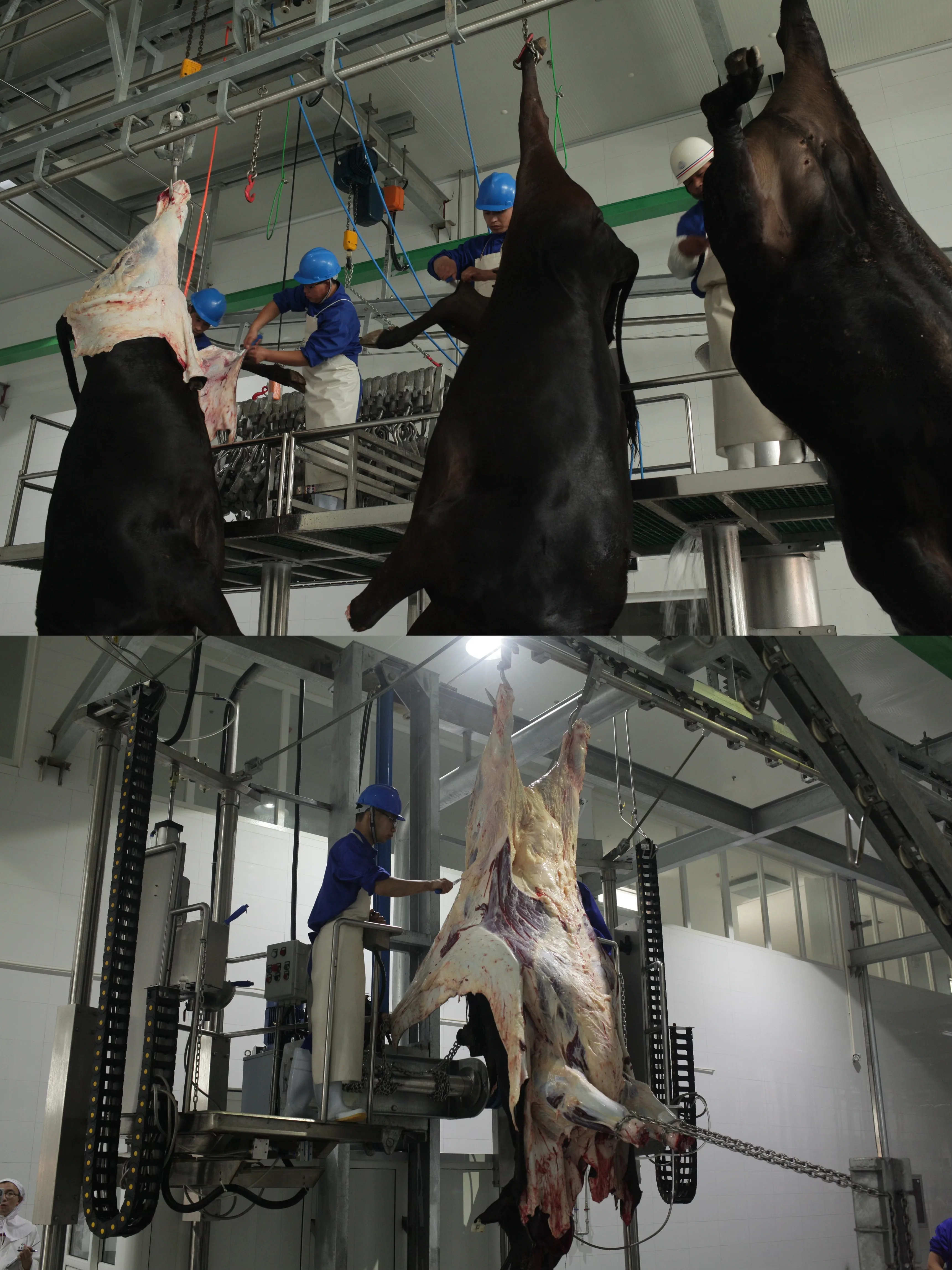 Automatic and efficient cow slaughtering production line equipment for modern slaughterhouses for cattle, sheep, chicken and pigs
