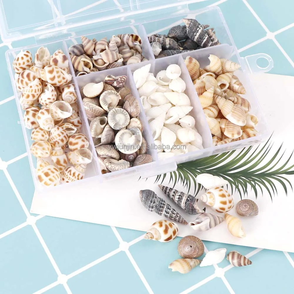 Shell 100pcs 100pcs/box Natural Conch Shells for Home Decoration DIY