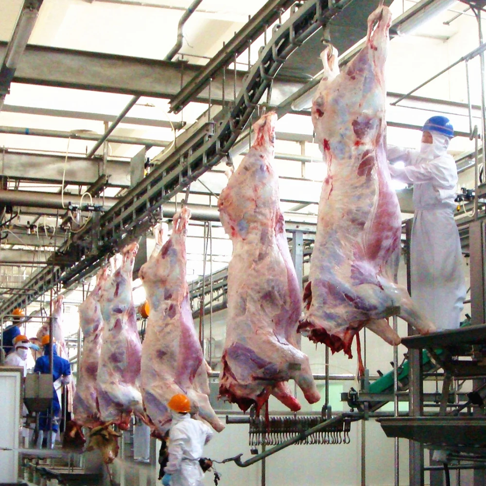 Cattle slaughtering equipment for beef production lines, compliant with Halal slaughtering standards