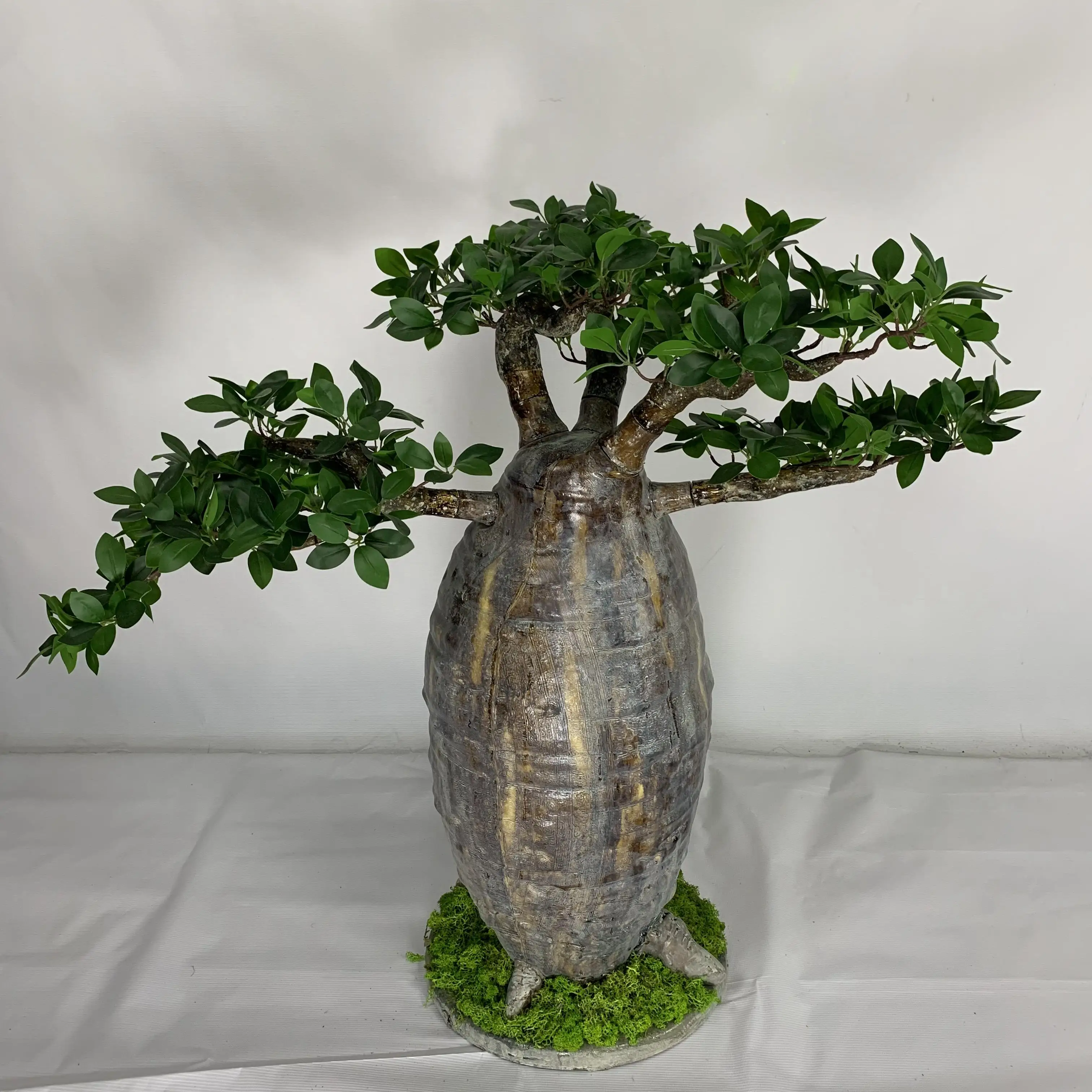 chinesischer baum zimmerpflanze Ulmus main image 0