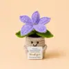 Lily - viola