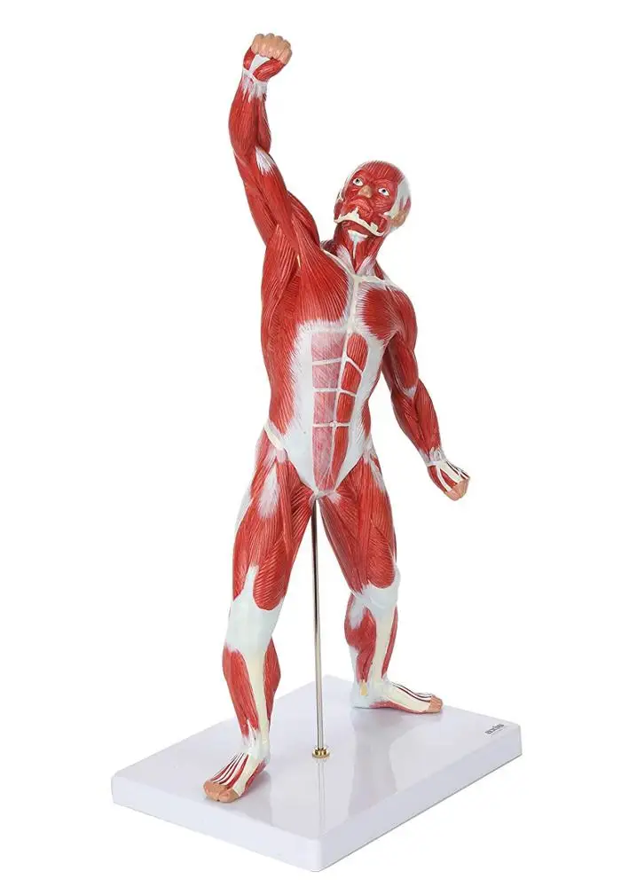 GelsonLab  HSBM-152  Human Muscle Figure 50cm Mini Muscular System Model Has Superficial Muscle Anatomy and Structure of Body