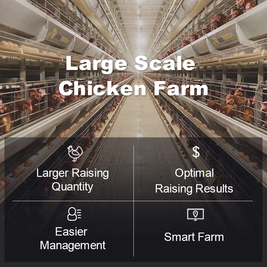 Full Automatic H Type 4 Tier 10000 Egg Layer Chicken Cage With Automatic Feeder System