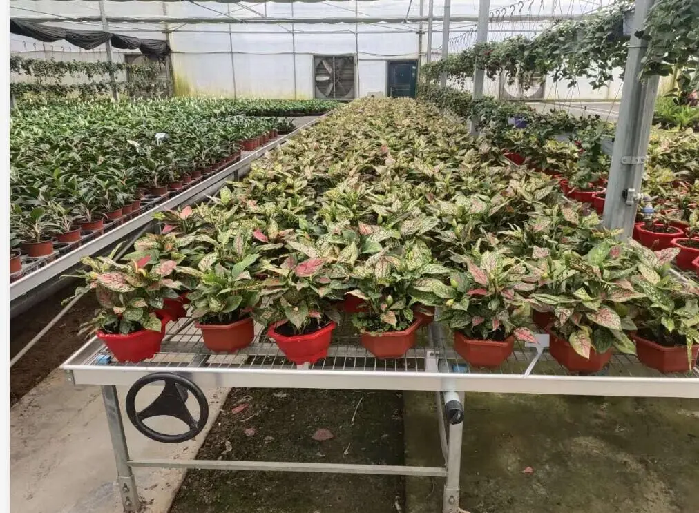 3x3 ebb and flow tray