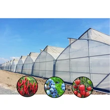            Agriculture Tomato Mu...     