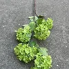 14 #5 tête européenne bois hortensia-vert