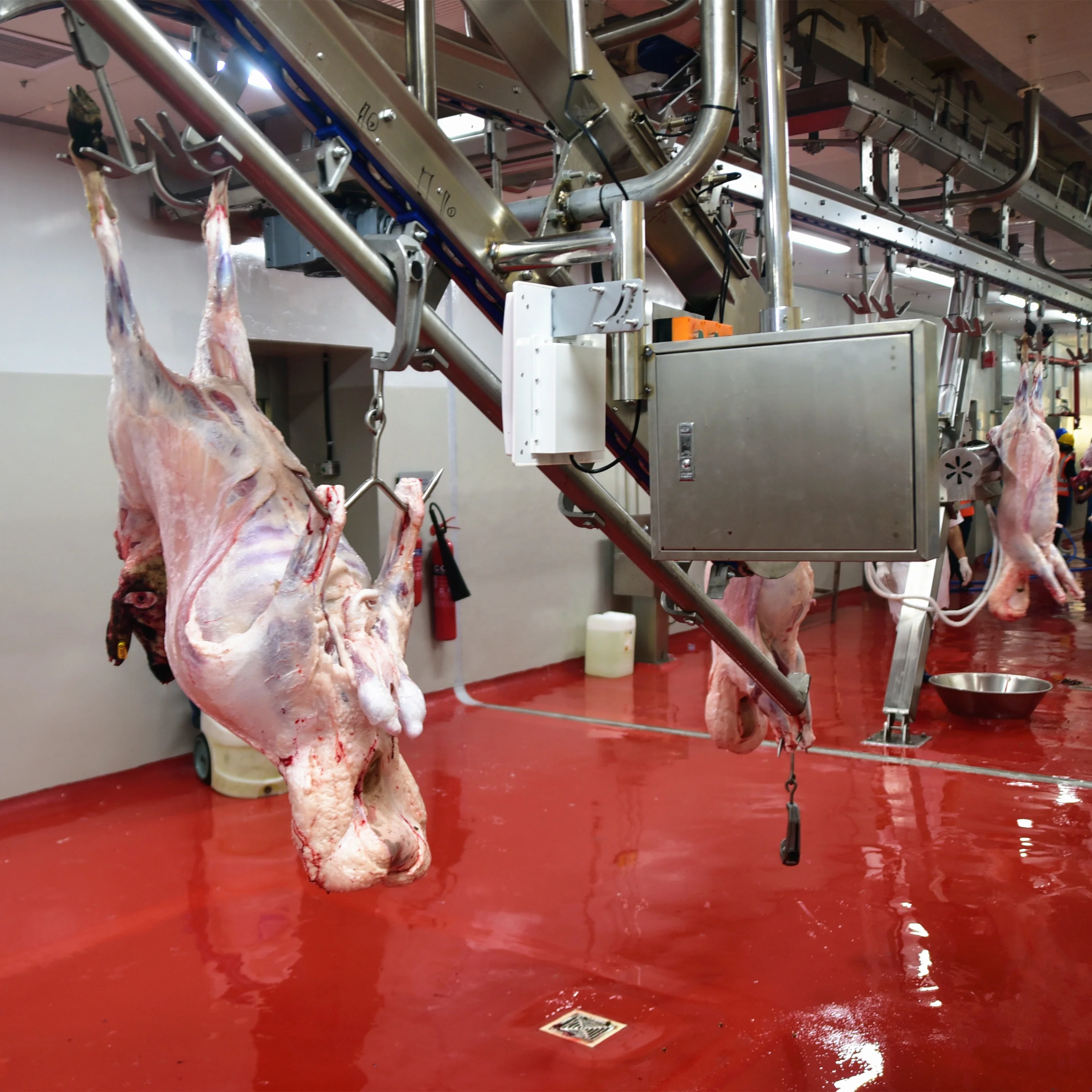 600 heads per shift goat slaughtering machinery and sheep slaughterhouse