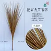Bundles of large reeds, autumn yellow