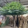 Árbol de baniano verde