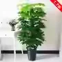 15m fortune zongzi-63 leaves-no pot-grass