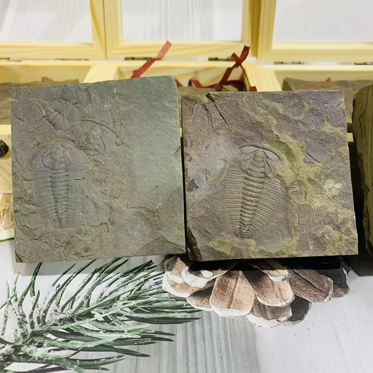 Wholesale Price Natural fossil Science Popularization Gifts Trilobite in Box for Collection Gift