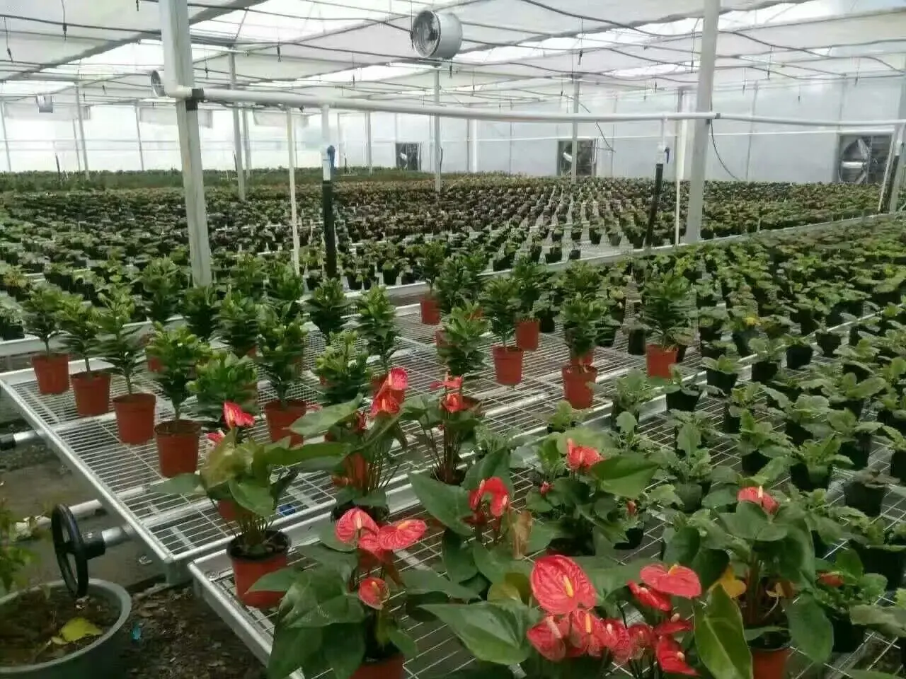 花卉和多肉植物温室电焊网轧制工作台 Buy 高质量的温室长凳 滚动试验台 金属丝网滚动试验台product On Alibaba Com