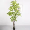 Árbol de toon chino [verde] de 1.8 metros de altura con 110 hojas.